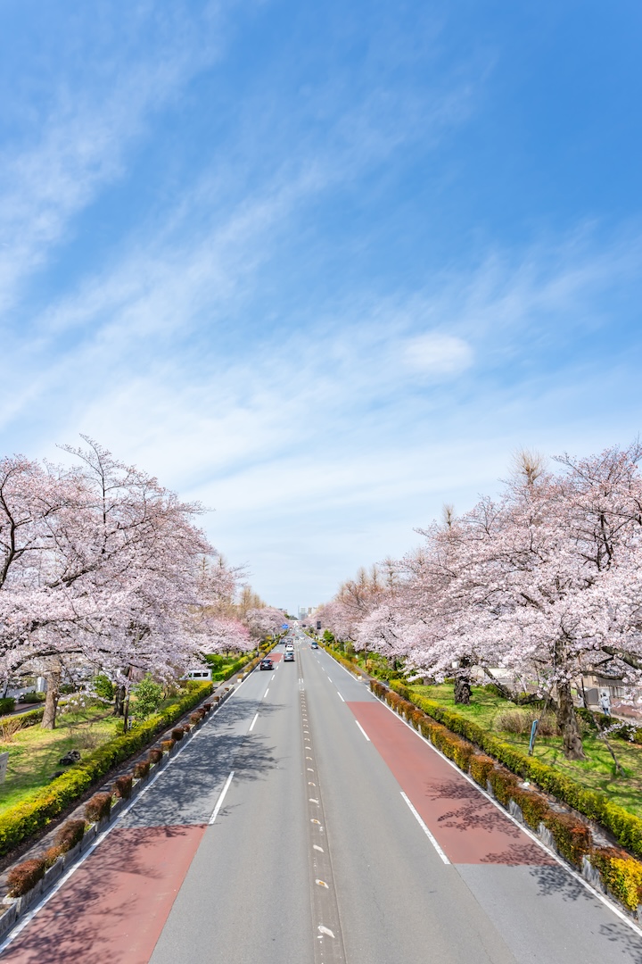 国立駅前の大学通りの写真